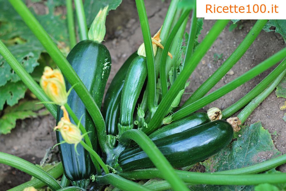 Crema di zucchine